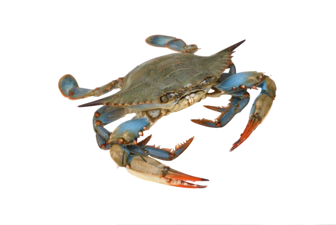 BLUE CRAB